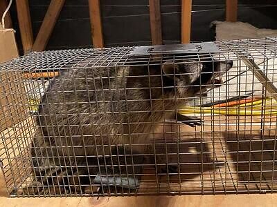 Sacramento raccoon trapping